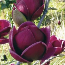 Genie Magnolia Tulip Tree - 1 Gallon Pot 19 Genie Magnolia Tulip Tree - 1 Gallon Pot -Outlet Aegis Garden Store Magnolia Genie 10
