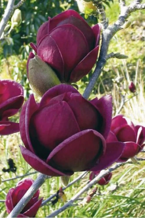 Genie Magnolia Tulip Tree - 1 Gallon Pot 11 Genie Magnolia Tulip Tree - 1 Gallon Pot - Image 9