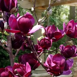 Genie Magnolia Tulip Tree - 1 Gallon Pot 15 Genie Magnolia Tulip Tree - 1 Gallon Pot -Outlet Aegis Garden Store Magnolia Genie 4