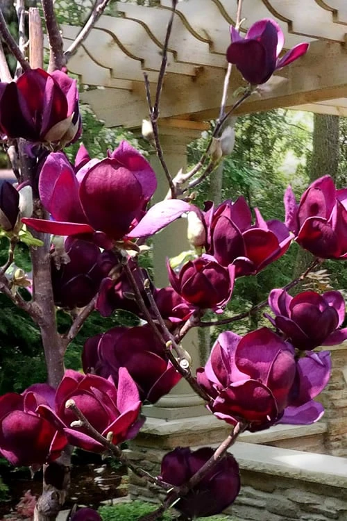 Genie Magnolia Tulip Tree - 1 Gallon Pot 7 Genie Magnolia Tulip Tree - 1 Gallon Pot - Image 5