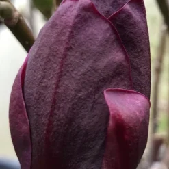 Genie Magnolia Tulip Tree - 1 Gallon Pot 17 Genie Magnolia Tulip Tree - 1 Gallon Pot -Outlet Aegis Garden Store Magnolia Genie 8