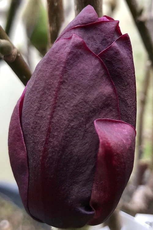 Genie Magnolia Tulip Tree - 1 Gallon Pot 9 Genie Magnolia Tulip Tree - 1 Gallon Pot - Image 7