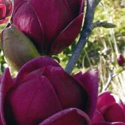 Genie Magnolia Tulip Tree - 1 Gallon Pot 18 Genie Magnolia Tulip Tree - 1 Gallon Pot -Outlet Aegis Garden Store Magnolia Genie 9