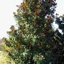 Kay Parris Southern Magnolia - 7 Gallon Pot (4-5') -Outlet Aegis Garden Store Magnolia Kay Parris 2 1