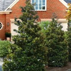 Kay Parris Southern Magnolia - 7 Gallon Pot (4-5') -Outlet Aegis Garden Store Magnolia Kay Parris 4 1