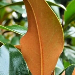 Kay Parris Southern Magnolia - 7 Gallon Pot (4-5') -Outlet Aegis Garden Store Magnolia Kay Parris 5 1