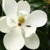 Little Gem Dwarf Southern Magnolia - 7 Gallon Pot (5-6') -Outlet Aegis Garden Store Magnolia Little Gem 15