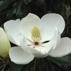 Little Gem Dwarf Southern Magnolia - 7 Gallon Pot (5-6') -Outlet Aegis Garden Store Magnolia Little Gem Bloom 2