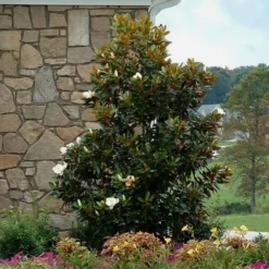 Little Gem Dwarf Southern Magnolia - 7 Gallon Pot (5-6') -Outlet Aegis Garden Store Magnolia Little Gem Home Corner