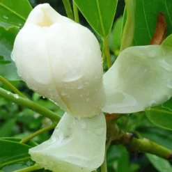 Moonglow Sweetbay Magnolia Tree (Magnolia Virginiana 'Jim Wilson') - 7 Gallon Pot (3-4') -Outlet Aegis Garden Store Magnolia Moonglow Sweetbay 4 2