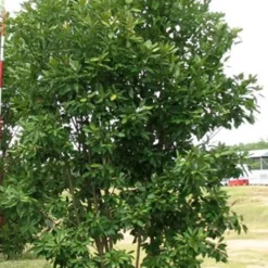 Moonglow Sweetbay Magnolia Tree (Magnolia Virginiana 'Jim Wilson') - 7 Gallon Pot (5-6') -Outlet Aegis Garden Store Magnolia Moonglow Sweetbay 6 3