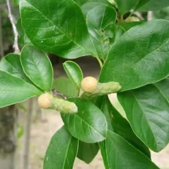 Waterlily Star Magnolia Tree - 3 Gallon Pot -Outlet Aegis Garden Store Magnolia Star Waterlily 2