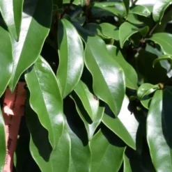 Stellar Ruby Magnolia Single Trunk Tree (Banana Shrub Hybrid) - 7 Gallon Pot (4-5') -Outlet Aegis Garden Store Magnolia Stellar Ruby 2 5