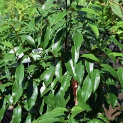 Stellar Ruby Magnolia Single Trunk Tree (Banana Shrub Hybrid) - 7 Gallon Pot (4-5') -Outlet Aegis Garden Store Magnolia Stellar Ruby 3 5