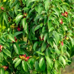 Stellar Ruby Magnolia X Figo (Banana Shrub Hybrid) - 7 Gallon Pot (4-5') -Outlet Aegis Garden Store Magnolia Stellar Ruby 4