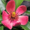 Stellar Ruby Magnolia X Figo (Banana Shrub Hybrid) - 7 Gallon Pot (4-5') 2 Stellar Ruby Magnolia X Figo (Banana Shrub Hybrid) - 7 Gallon Pot (4-5') -Outlet Aegis Garden Store Magnolia Stellar Ruby 5