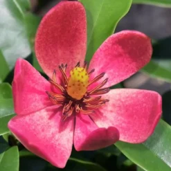 Stellar Ruby Magnolia Single Trunk Tree (Banana Shrub Hybrid) - 7 Gallon Pot (3-4') -Outlet Aegis Garden Store Magnolia Stellar Ruby 5 4