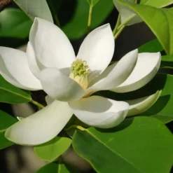 Southern Sweet Bay Swamp Magnolia (M.v. Australis) - 7 Gallon Pot (5-6') -Outlet Aegis Garden Store Magnolia Sweet Bay 10 4