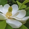 Southern Sweetbay Swamp Magnolia (M.v.australis) - 5 Gallon Pot -Outlet Aegis Garden Store Magnolia Sweet Bay 101 1