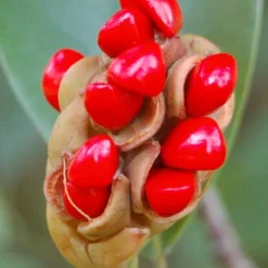 Southern Sweet Bay Swamp Magnolia (M.v. Australis) - 7 Gallon Pot (5-6') -Outlet Aegis Garden Store Magnolia Sweet Bay 14 5