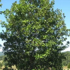 Southern Sweet Bay Swamp Magnolia (M.v. Australis) - 7 Gallon Pot (5-6') -Outlet Aegis Garden Store Magnolia Sweet Bay 17 4