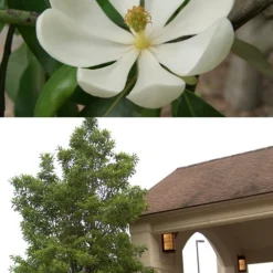 Southern Sweet Bay Swamp Magnolia (M.v. Australis) - 7 Gallon Pot (5-6') -Outlet Aegis Garden Store Magnolia Sweetbay 2 500x750 5