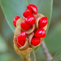 Moonglow Sweetbay Magnolia Tree (Magnolia Virginiana 'Jim Wilson') - 7 Gallon Pot (5-6') -Outlet Aegis Garden Store Magnolia Sweetbay Berries 8