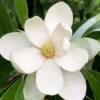 Northern Belle Sweetbay Magnolia Tree - Magnolia Virginiana - 3 Gallon Pot -Outlet Aegis Garden Store Magnolia Sweetbay Northern Belle 1