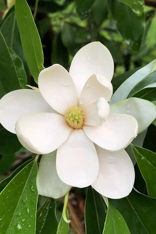 Northern Belle Sweetbay Magnolia Tree - Magnolia Virginiana - 3 Gallon Pot 3 Northern Belle Sweetbay Magnolia Tree - Magnolia Virginiana - 3 Gallon Pot