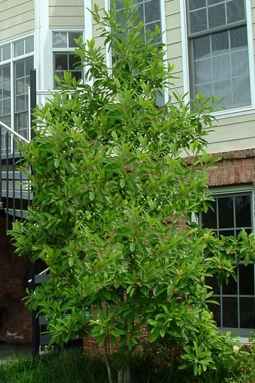 Northern Belle Sweetbay Magnolia Tree - Magnolia Virginiana - 3 Gallon Pot 6 Northern Belle Sweetbay Magnolia Tree - Magnolia Virginiana - 3 Gallon Pot - Image 4