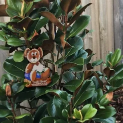 Teddy Bear Dwarf Southern Magnolia - 7 Gallon Pot (3-4') 13 Teddy Bear Dwarf Southern Magnolia - 7 Gallon Pot (3-4') -Outlet Aegis Garden Store Magnolia Teddy Bear 4 2