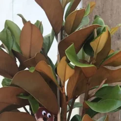 Teddy Bear Dwarf Southern Magnolia - 7 Gallon Pot (3-4') 14 Teddy Bear Dwarf Southern Magnolia - 7 Gallon Pot (3-4') -Outlet Aegis Garden Store Magnolia Teddy Bear 6 2