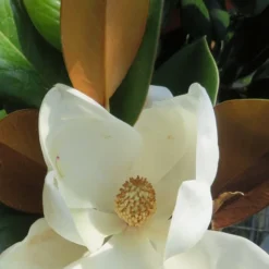 Teddy Bear Dwarf Southern Magnolia - 7 Gallon Pot (3-4') 16 Teddy Bear Dwarf Southern Magnolia - 7 Gallon Pot (3-4') -Outlet Aegis Garden Store Magnolia Teddy Bear 7 2