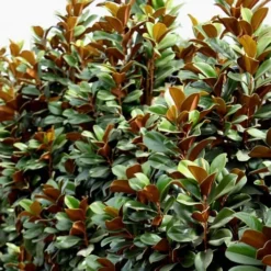 Teddy Bear Dwarf Southern Magnolia - 7 Gallon Pot (3-4') 17 Teddy Bear Dwarf Southern Magnolia - 7 Gallon Pot (3-4') -Outlet Aegis Garden Store Magnolia Teddy Bear 8 2