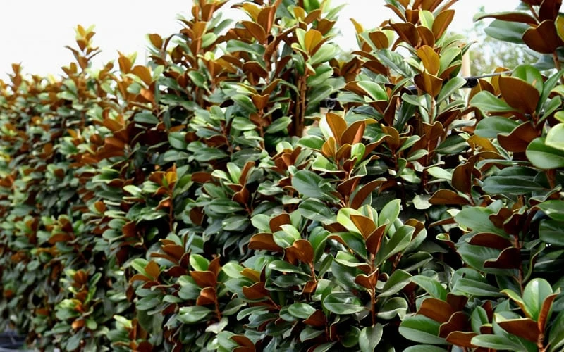 Teddy Bear Dwarf Southern Magnolia - 7 Gallon Pot (3-4') 10 Teddy Bear Dwarf Southern Magnolia - 7 Gallon Pot (3-4') - Image 8