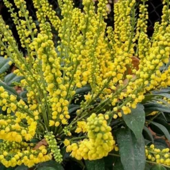 Marvel Mahonia - 2 Gallon Pot
