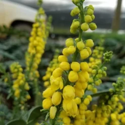 Marvel Mahonia - 2 Gallon Pot -Outlet Aegis Garden Store Mahonia Marvel 11 1