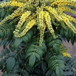 Marvel Mahonia - 2 Gallon Pot -Outlet Aegis Garden Store Mahonia Marvel 500x750 2