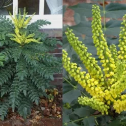 Marvel Mahonia - 3 Gallon Pot -Outlet Aegis Garden Store Mahonia Marvel Flowers