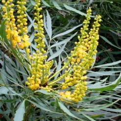 Soft Caress Mahonia - 2 Gallon Pot 15 Soft Caress Mahonia - 2 Gallon Pot -Outlet Aegis Garden Store Mahonia Soft Caress 10 1