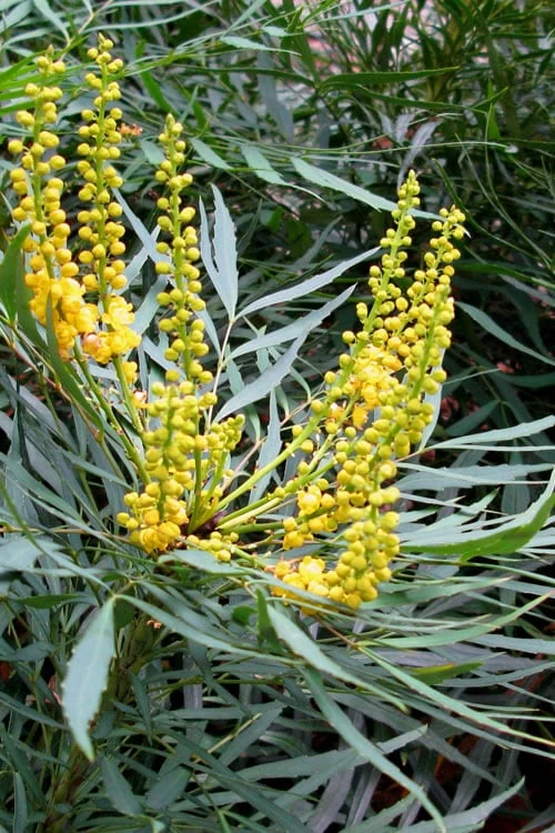 Soft Caress Mahonia - 2 Gallon Pot 9 Soft Caress Mahonia - 2 Gallon Pot - Image 7