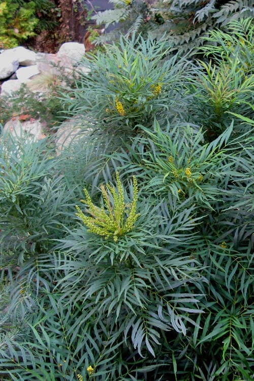 Soft Caress Mahonia - 2 Gallon Pot 3 Soft Caress Mahonia - 2 Gallon Pot