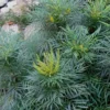 Soft Caress Mahonia - 3 Gallon Pot