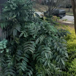 Marvel Mahonia - 2 Gallon Pot -Outlet Aegis Garden Store Mhonia Marvel 20 1