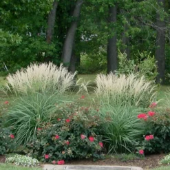 Adagio Dwarf Maiden Grass (Miscanthus Sinensis) - 6-Pack Of 1 Gallon Pots -Outlet Aegis Garden Store Miscanthus Adagio 1