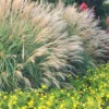 Adagio Dwarf Maiden Grass (Miscanthus Sinensis) - 6-Pack Of 1 Gallon Pots 1 Adagio Dwarf Maiden Grass (Miscanthus Sinensis) - 6-Pack Of 1 Gallon Pots -Outlet Aegis Garden Store Miscanthus Adagio Dwarf Rev 500x750 1