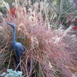 Adagio Dwarf Maiden Grass (Miscanthus Sinensis) - 6-Pack Of 1 Gallon Pots -Outlet Aegis Garden Store Miscanthus Adagio Fall Foliage Color