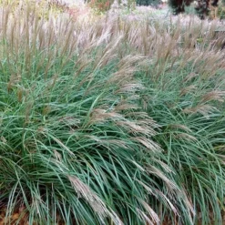 Little Kitten Dwarf Maiden Grass - Miscanthus Sinensis - 1 Gallon Pot -Outlet Aegis Garden Store Miscanthus Little Kittens 10 2