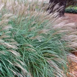 Little Kitten Dwarf Maiden Grass - Miscanthus Sinensis - 1 Gallon Pot -Outlet Aegis Garden Store Miscanthus Little Kittens 11 2