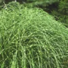 Little Zebra Grass - Miscanthus - 6 Pack Of 1 Gallon Pots -Outlet Aegis Garden Store Miscanthus Little Zebra Rev 2 500x750 1